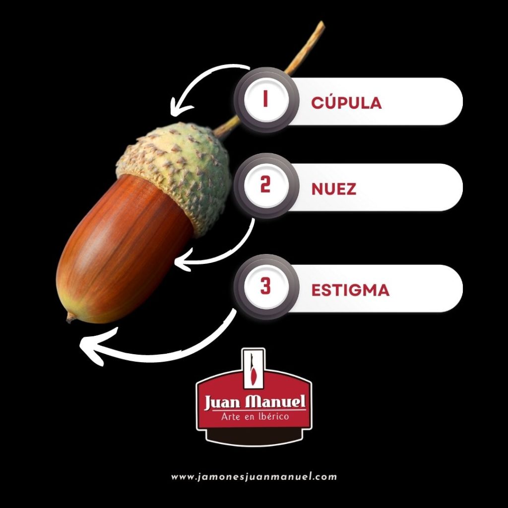 Partes de la bellota