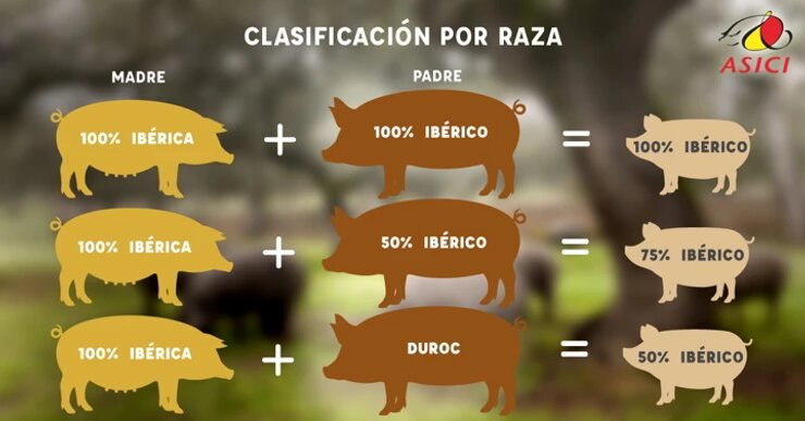 tabla de criterios por los que se clasifica el Jamón Ibérico