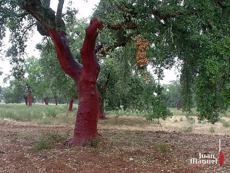 La dehesa de Jamones Juan Manuel -