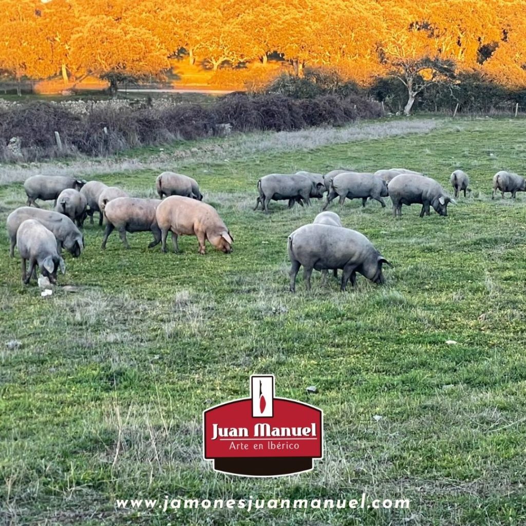 Cerdos ibérico en la dehesa