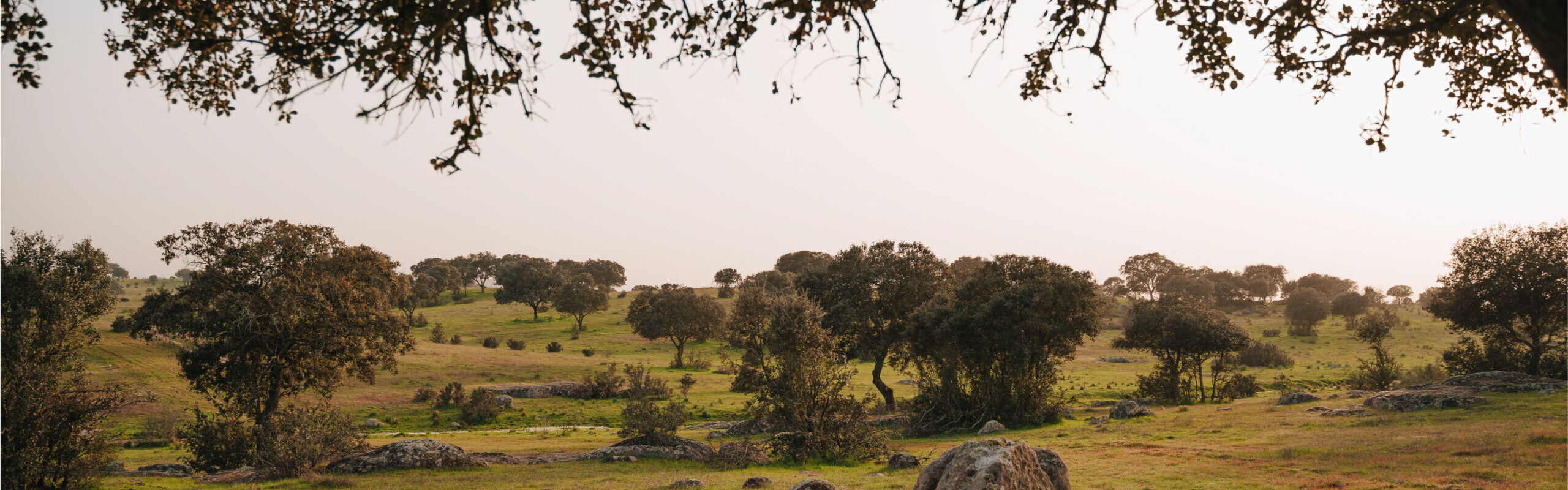 landscape-of-the-extremadura-pasture-in-farm-full-of-holm-oaks-and-various-trees-of-the-typical-ecosystem (2)-01
